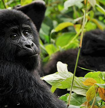 Uganda