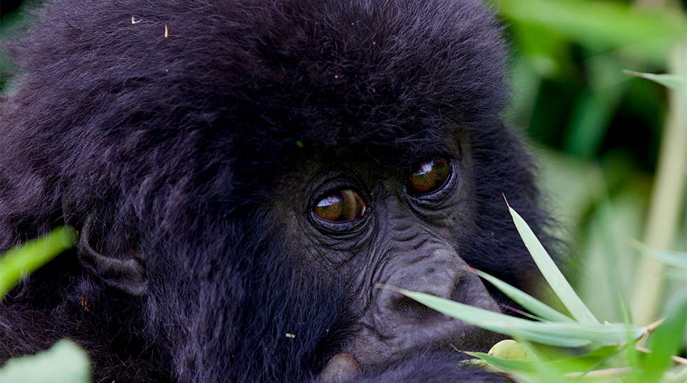 Gorilla & Chimpanzee Trekking Safari – Rwanda & Uganda (8 Days)