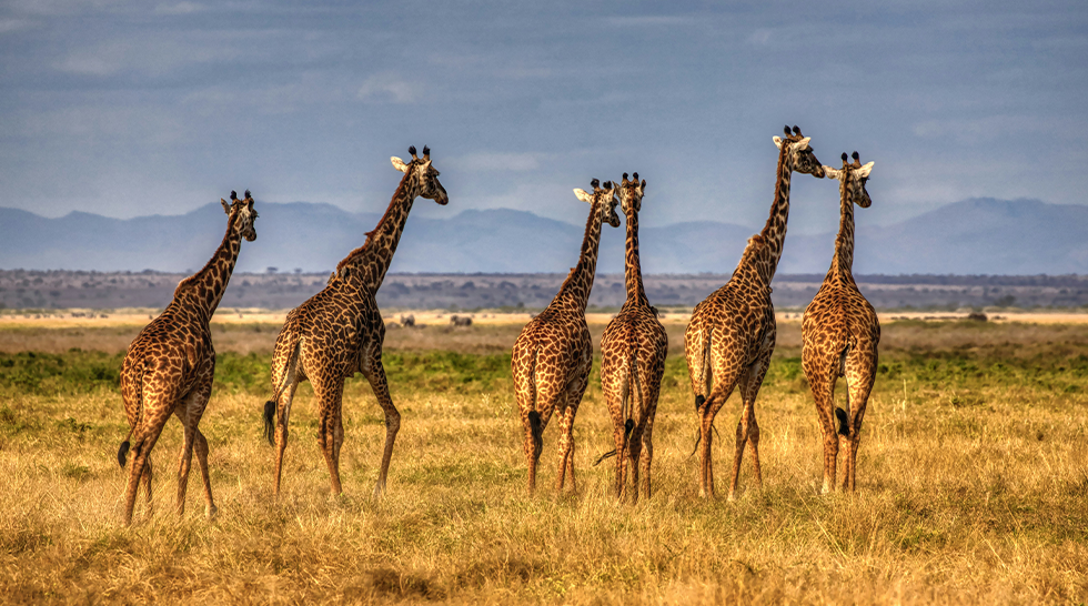 Amboseli Elephant Safari – Kilimanjaro Views & Big Herds (2 Days)