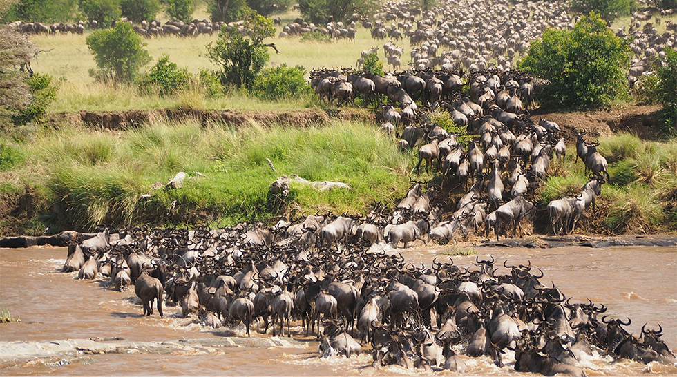 Maasai Mara Safari Adventure – Big Five & Great Migration Experience (3 Days)