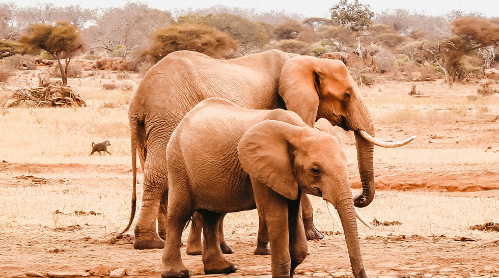 Tsavo East & West Safari Expedition – Red Elephants & Wild Landscapes (3 Days)